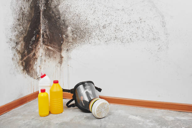 Best Mold Damage Repair  in Pemberville, OH