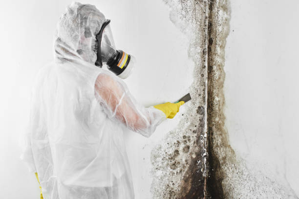 Best Toxic Mold Removal  in Pemberville, OH
