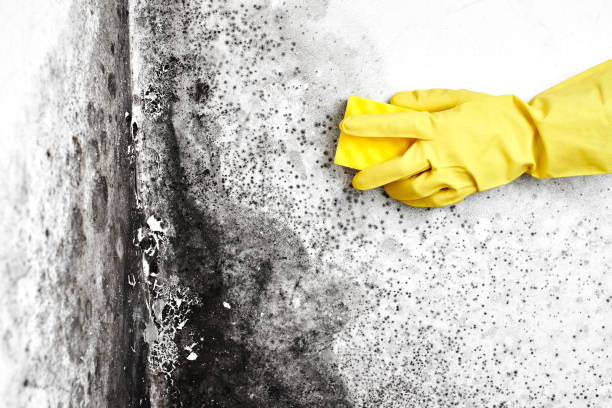Best Home Mold Removal  in Pemberville, OH