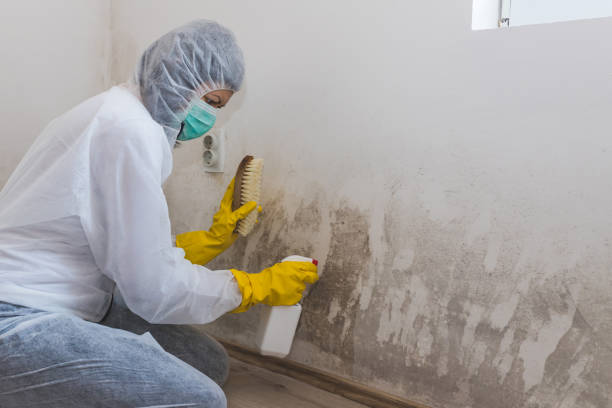 Best Residential Mold Removal  in Pemberville, OH