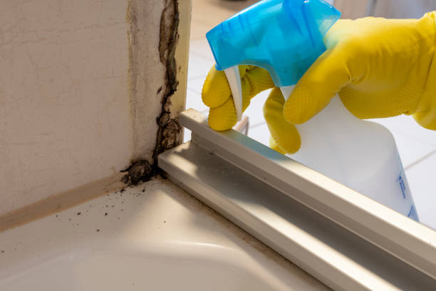 Mold Removal Process in Pemberville, OH