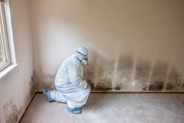 Best Mold Remediation Experts  in Pemberville, OH