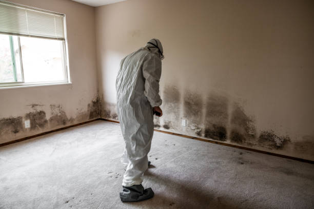 Best Office Mold Removal Services  in Pemberville, OH