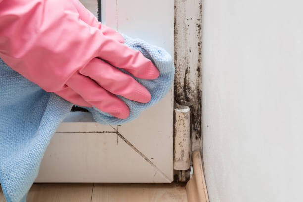Best Local Mold Removal Service  in Pemberville, OH