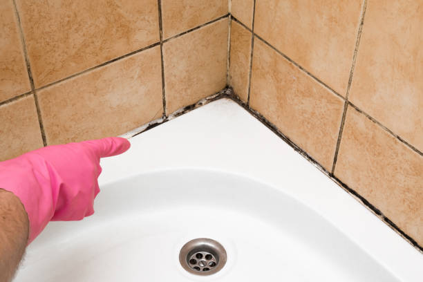 Best Certified Mold Removal  in Pemberville, OH